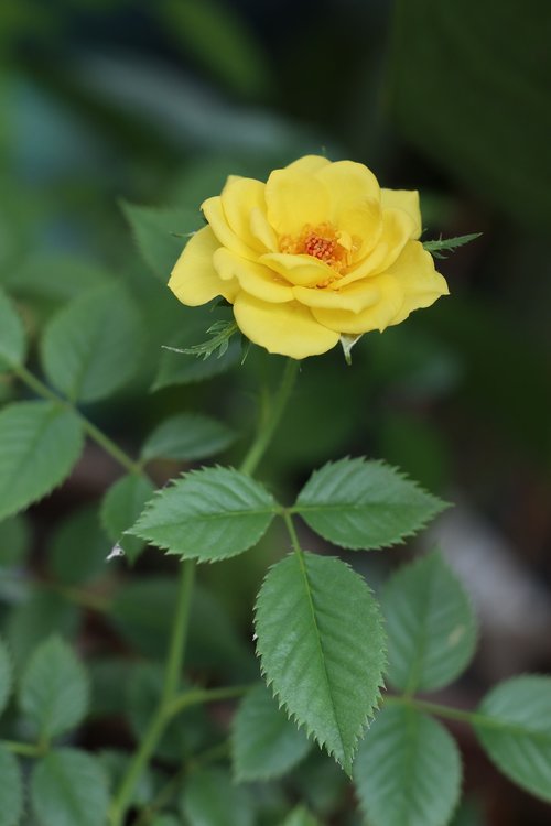 yellow flower  rose  leave