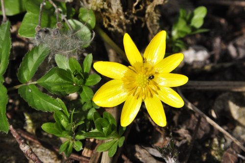yellow flower  star  spring