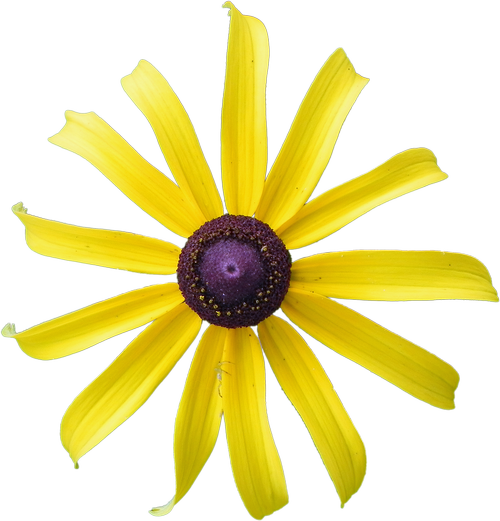 yellow flower  rudbeckia  flower