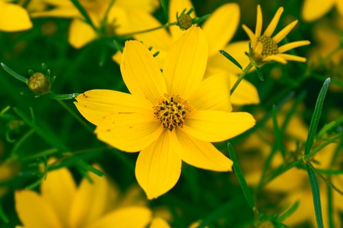 yellow flower  bloom petals  yellow