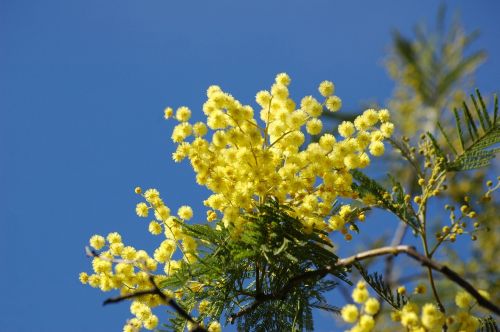 yellow flower mimosa spring