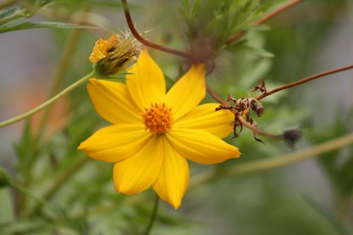 yellow flower garden yellow