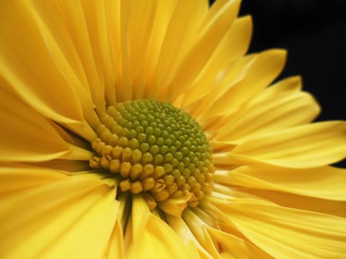 yellow flower flower nature