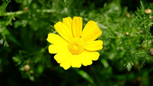 yellow flower petals margaret