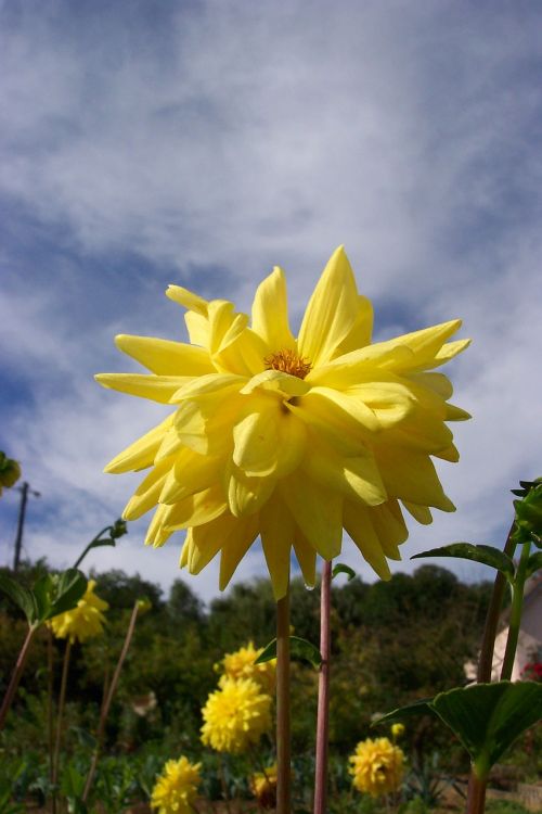 yellow flower sky dahlia