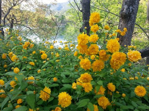 yellow flower yellow flowers