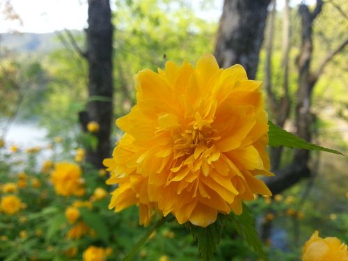 yellow flower yellow flowers