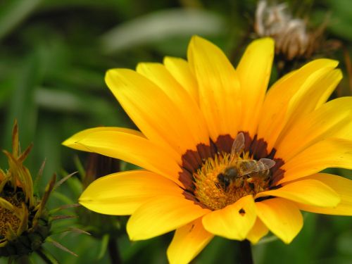 yellow flower bee pollination