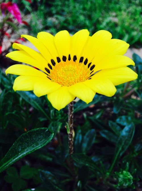 yellow flower garden petal