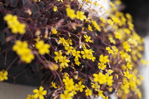 yellow flower garden flower gardens