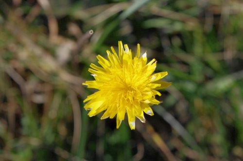 yellow flower mountain flowers floret