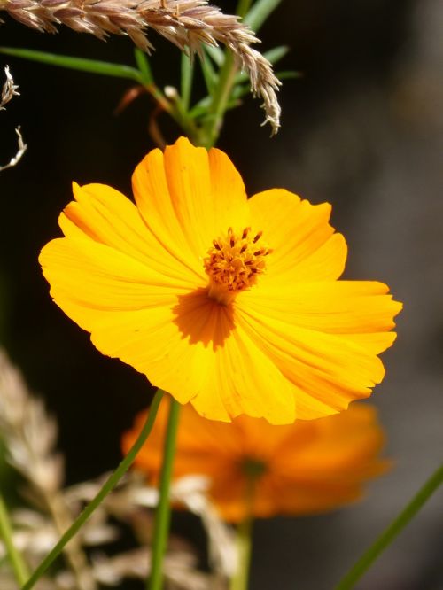 yellow flower poppy yellow