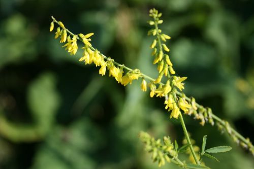 Yellow Flower