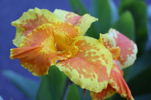 yellow flower plant garden