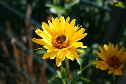 yellow flower hummel yellow