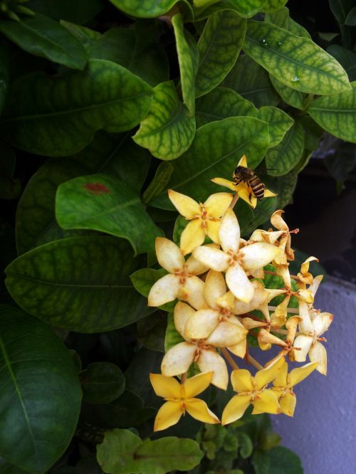 Yellow Flower And A Bee