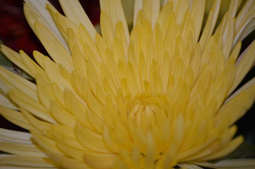 Yellow Flower Close Up