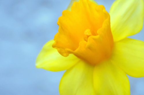 Yellow Flower - Easter