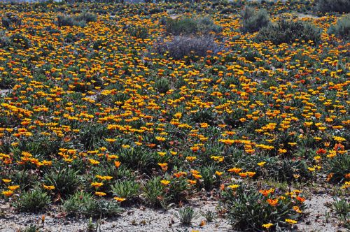 Yellow Flower Field