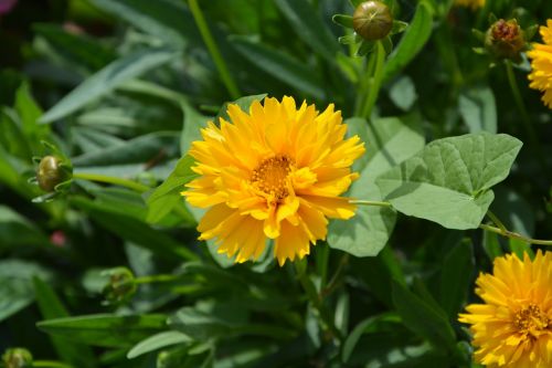 yellow flower green petals garden