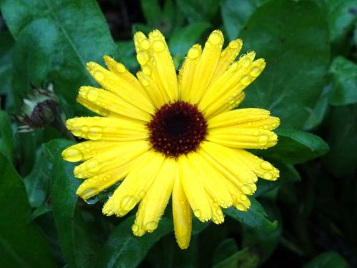 Yellow Flower In The Rain