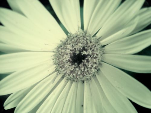 Yellow Flower Macro