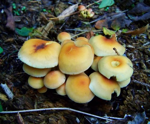 yellow flower of sulfur fungus mushroom group nature