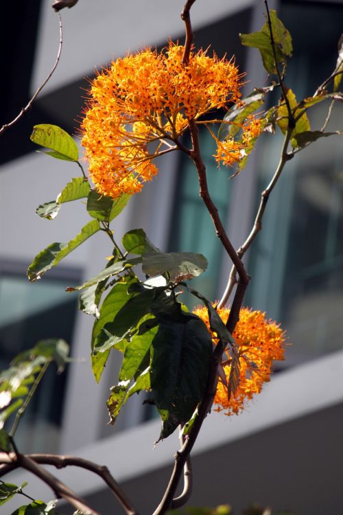 Yellow Flower On The Tree