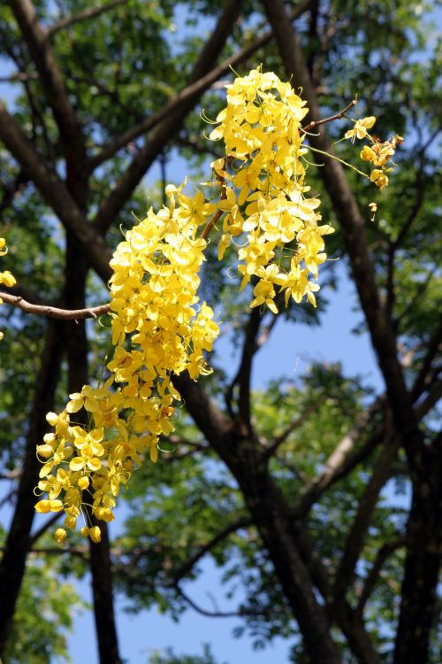 Yellow Flower On The Tree