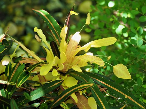 yellow flower plant  outdoor  garden