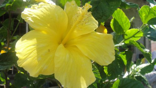 Yellow Flower With Ant