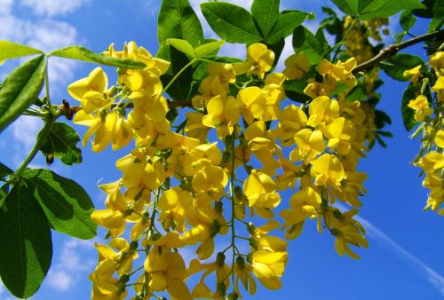 yellow-flowered acacia gold laburnum blue sky