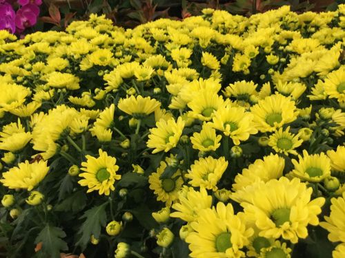 Yellow Flowers 02
