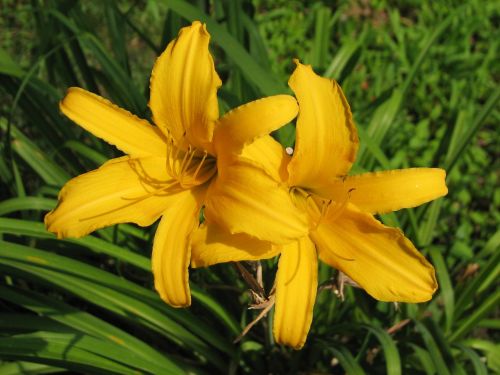 daylily mexican sunflower yellow flowers