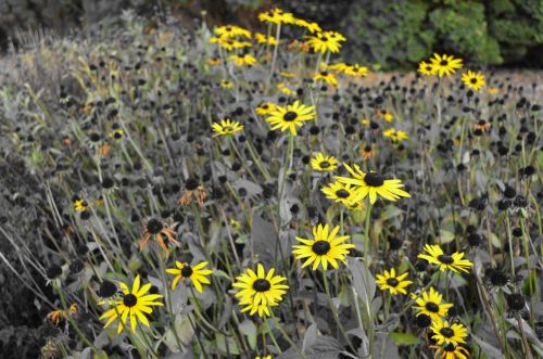 Yellow Flowers