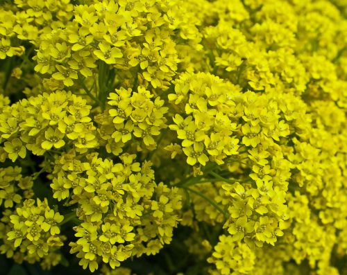 Yellow Flowers