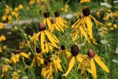 Yellow Flowers