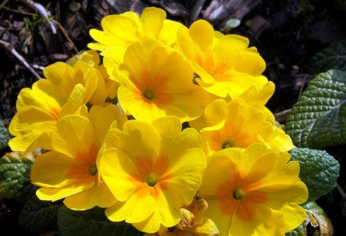 yellow flowers spring flowers