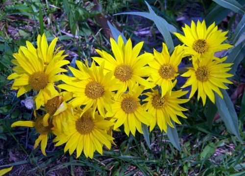 Yellow Flowers