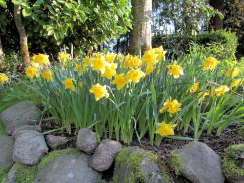 Yellow Flowers