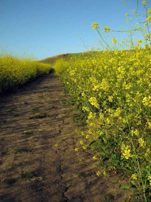 yellow flowers hiking trail