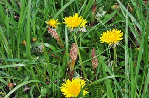 Yellow Flowers