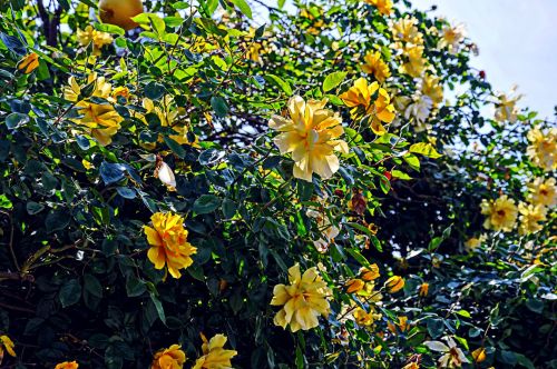 Yellow Flowers