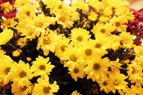 Yellow Flowers