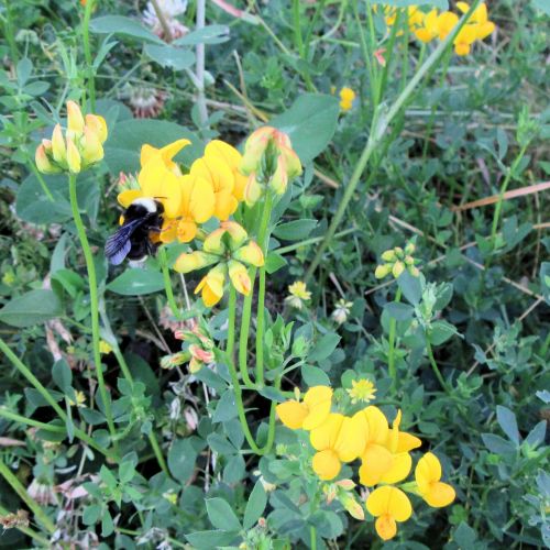 Yellow Flowers