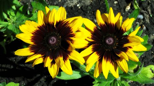 Yellow Flowers