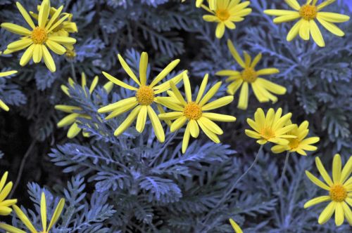 Yellow Flowers