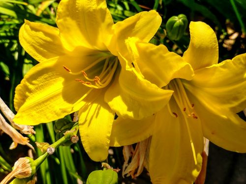 Yellow Flowers