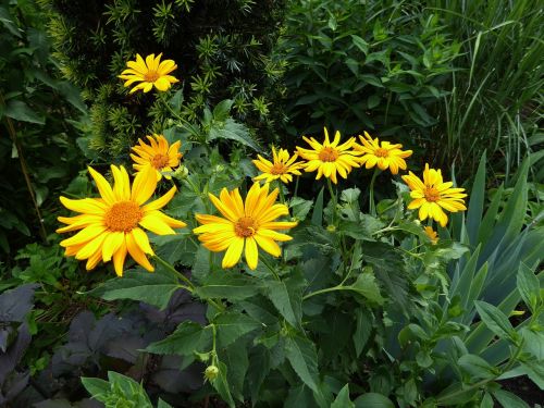 yellow flowers yellow close