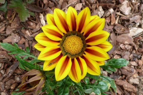 yellow flowers petal floral